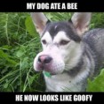 /album/funny-obrazky/a472355723c1eaef8302e73f554918083-jpg/