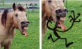 /album/funny-obrazky/funny-horse-23-jpg/